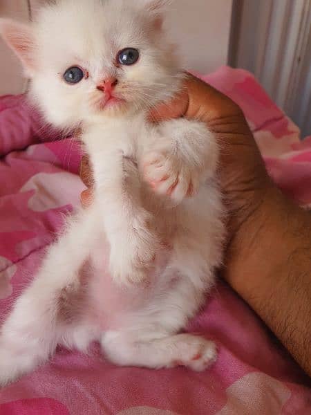 persian kittens for sale 15