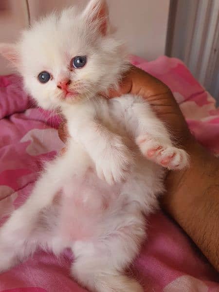 persian kittens for sale 16