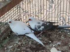 diamond pied , common red dove and fawn java 0