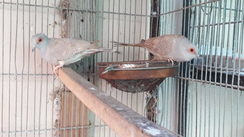 diamond pied , common red dove and fawn java 2