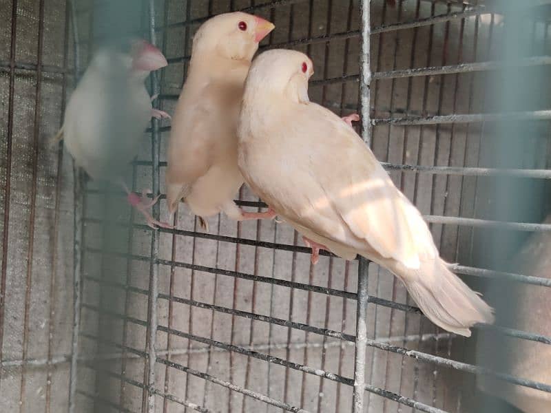diamond pied , common red dove and fawn java 4