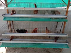 Misri hens for sale 03002540157