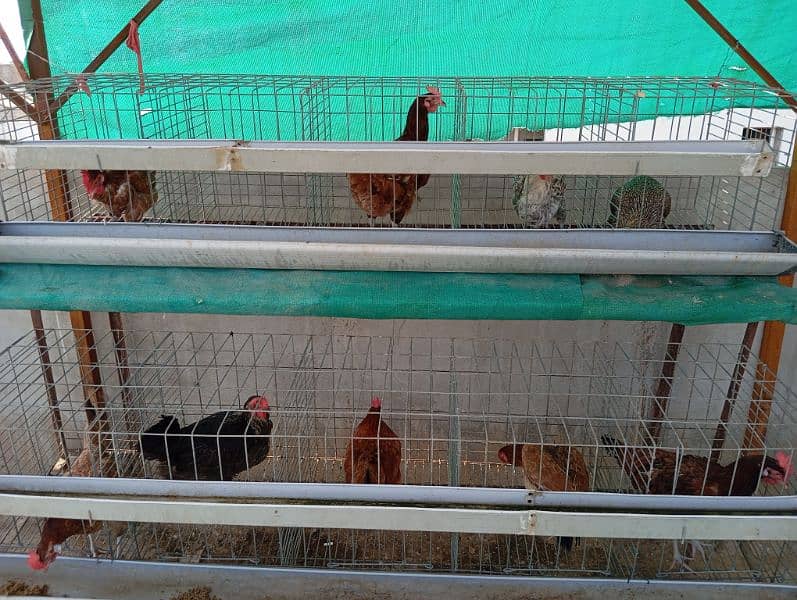 Misri hens for sale 03002540157 1