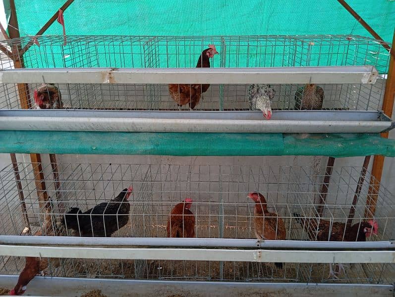 Misri hens for sale 03002540157 2