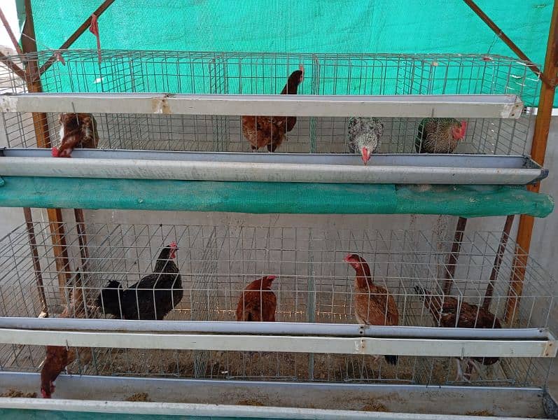 Misri hens for sale 03002540157 3