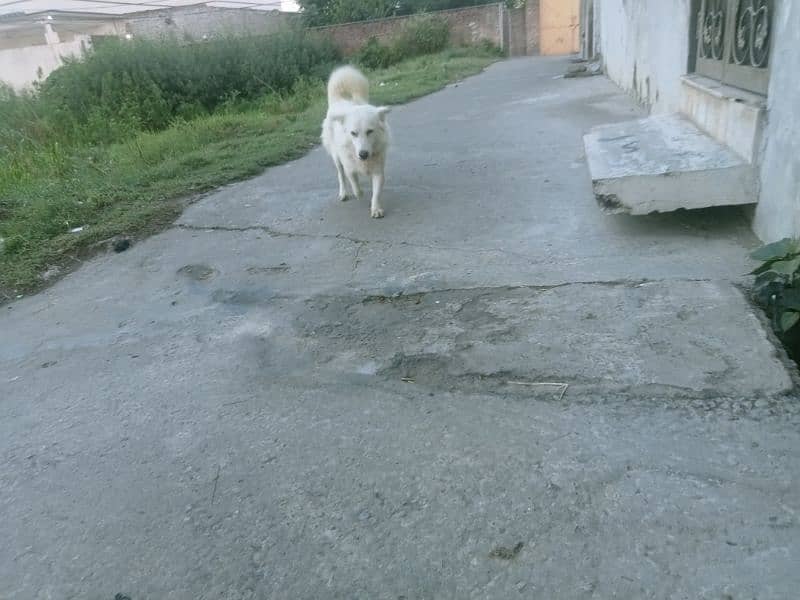 Russian dog for sale 2