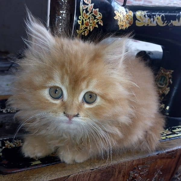 Persian kittens light brown colors 1