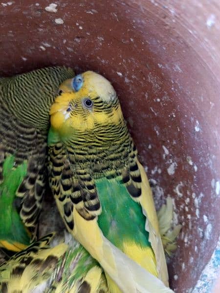 a breeding budgie pair with 2 baby budgie 1