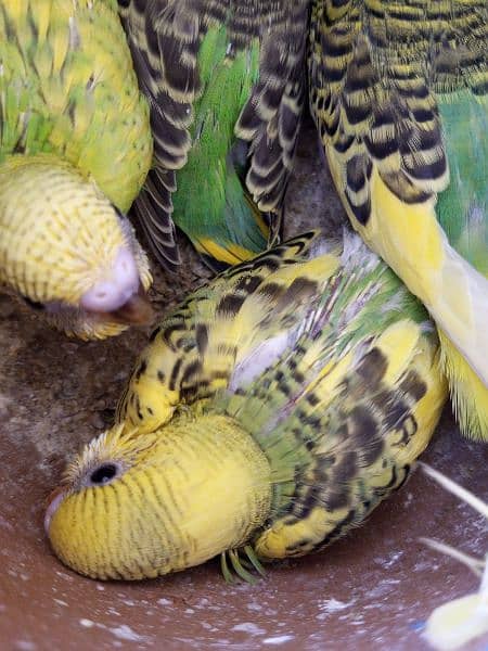 a breeding budgie pair with 2 baby budgie 2