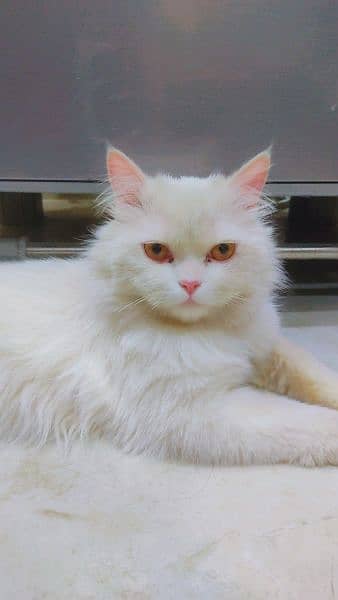 Triple coated persian cat Pure white litter trained vaccinated 0