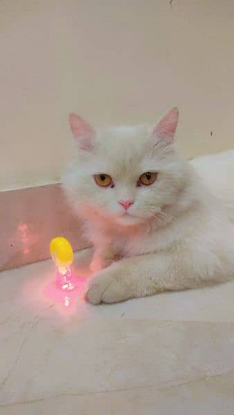 Triple coated persian cat Pure white litter trained vaccinated 2