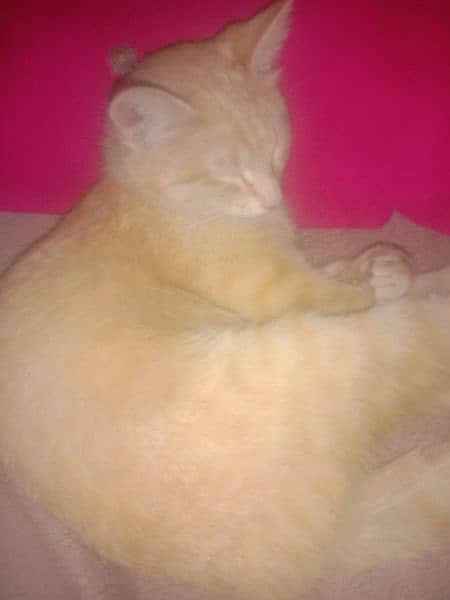 cat for sale light brown color with white 1