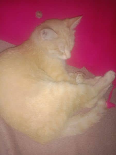cat for sale light brown color with white 3