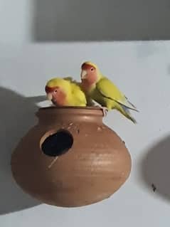 Breader pairs or common Latino red eye love birds