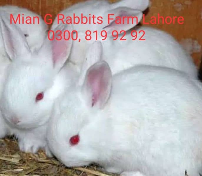 Fancy , desi ,german & newzeland rabbits available 2