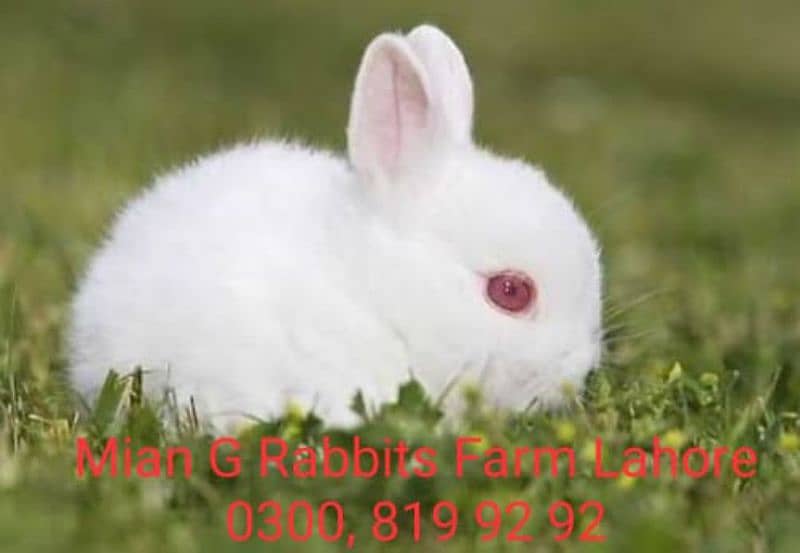 Fancy , desi ,german & newzeland rabbits available 5