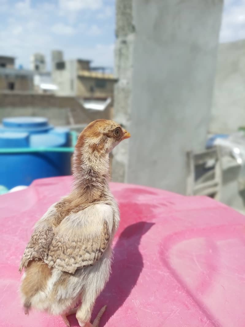 Heera aseel multicolor quality chicks for sale. 4