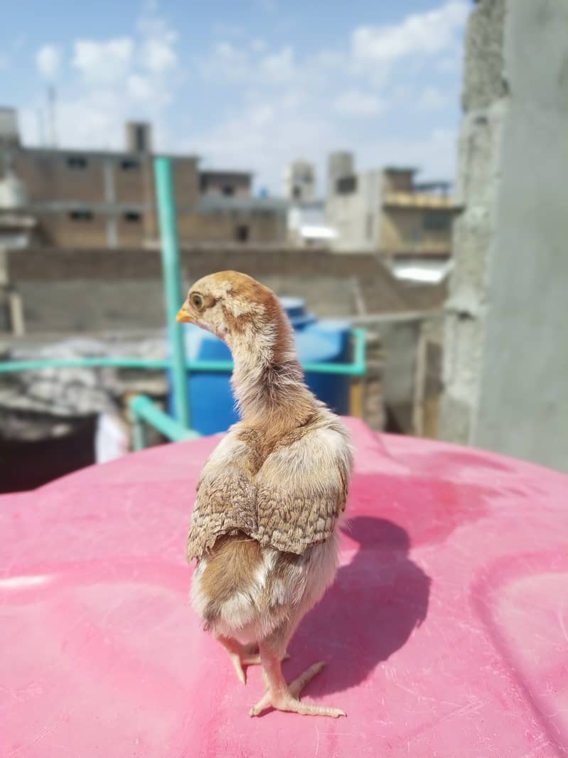 Heera aseel multicolor quality chicks for sale. 5