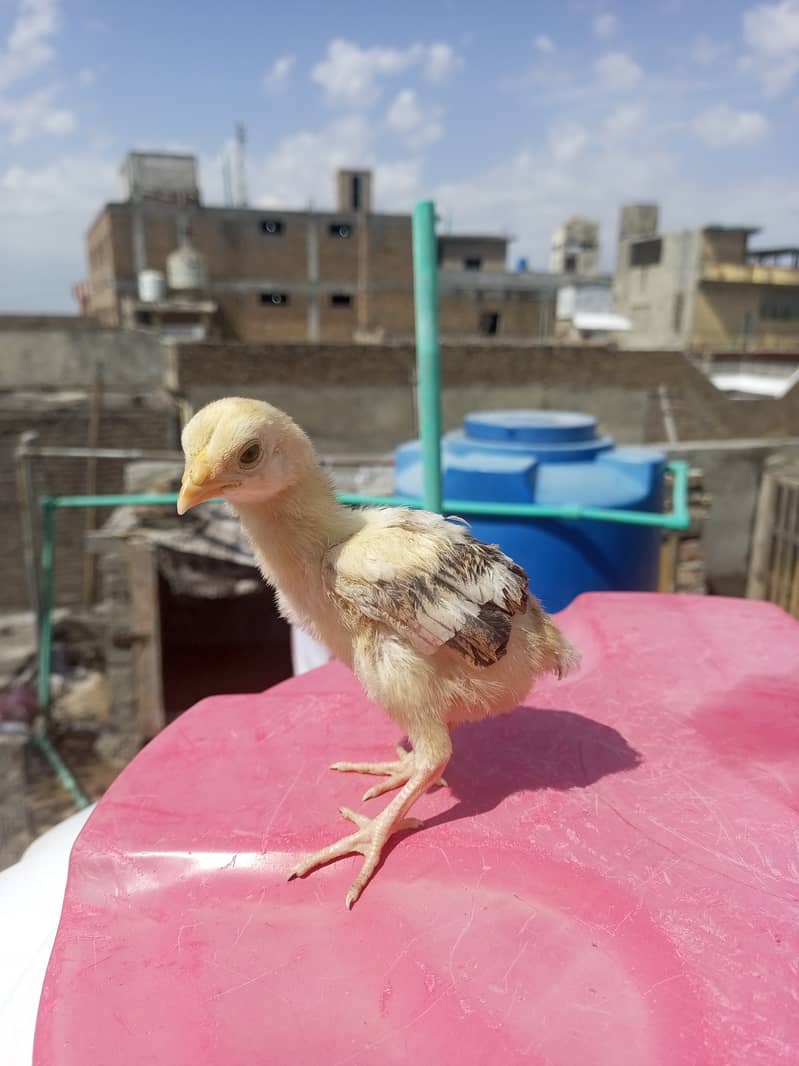 Heera aseel multicolor quality chicks for sale. 6