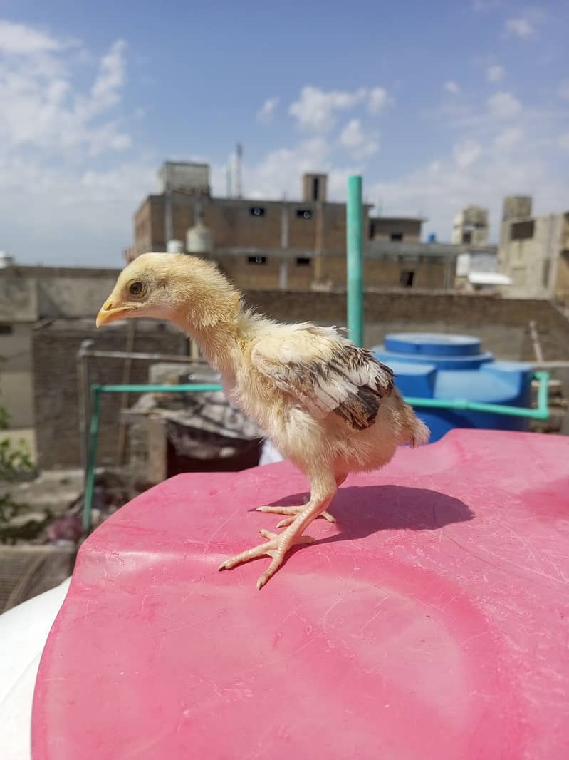 Heera aseel multicolor quality chicks for sale. 7