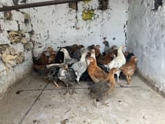 Golden Misri 60 Days Chicks For Sale