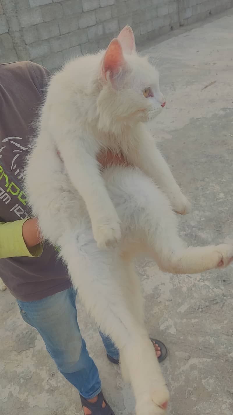 Persian white cats pair for sale (urgent). 1