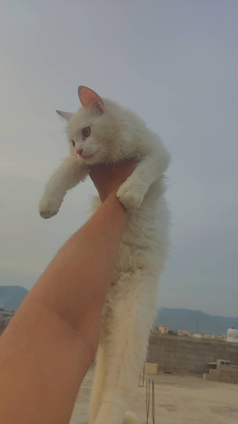 Persian white cats pair for sale (urgent). 4
