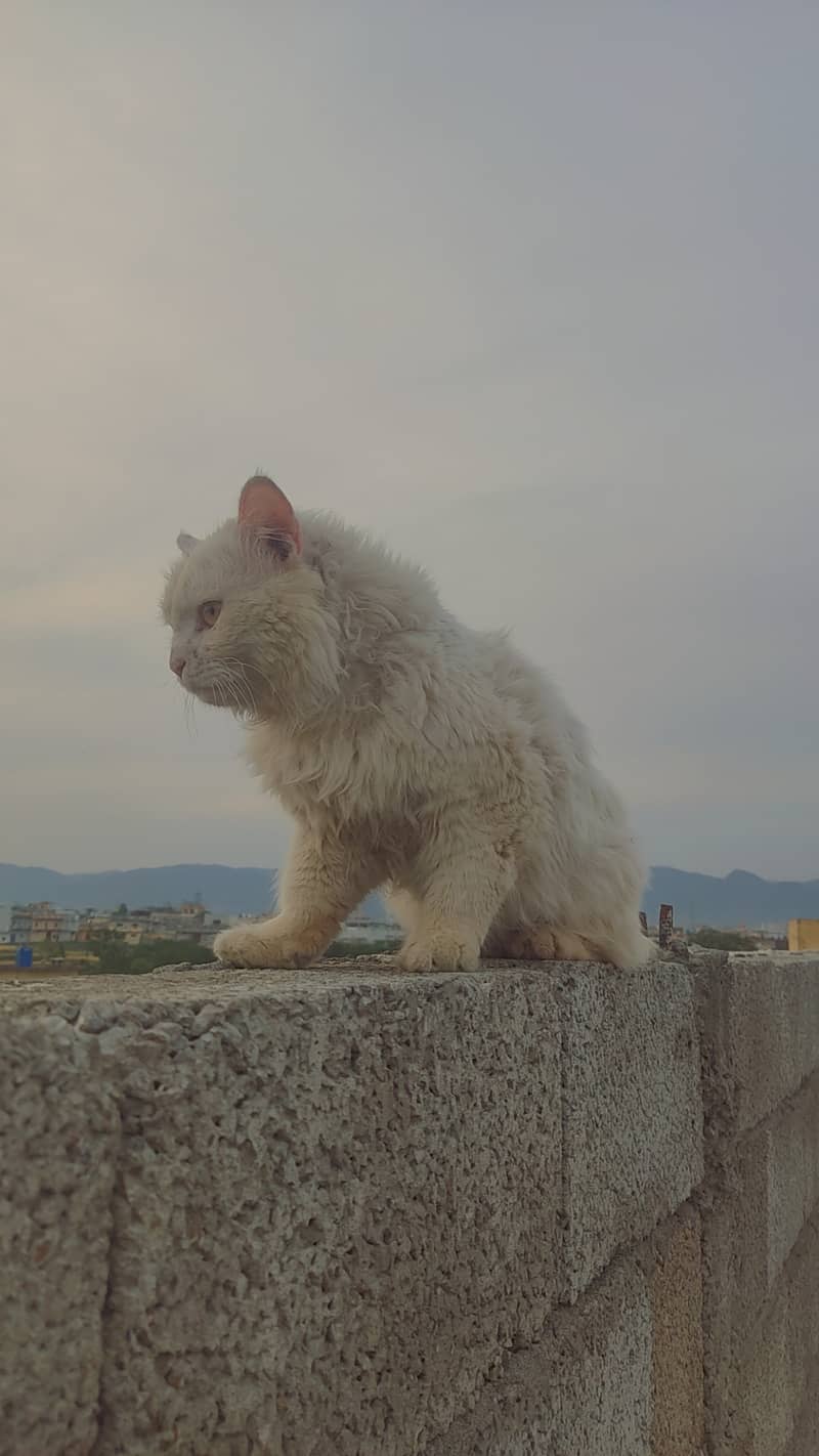 Persian white cats pair for sale (urgent). 9