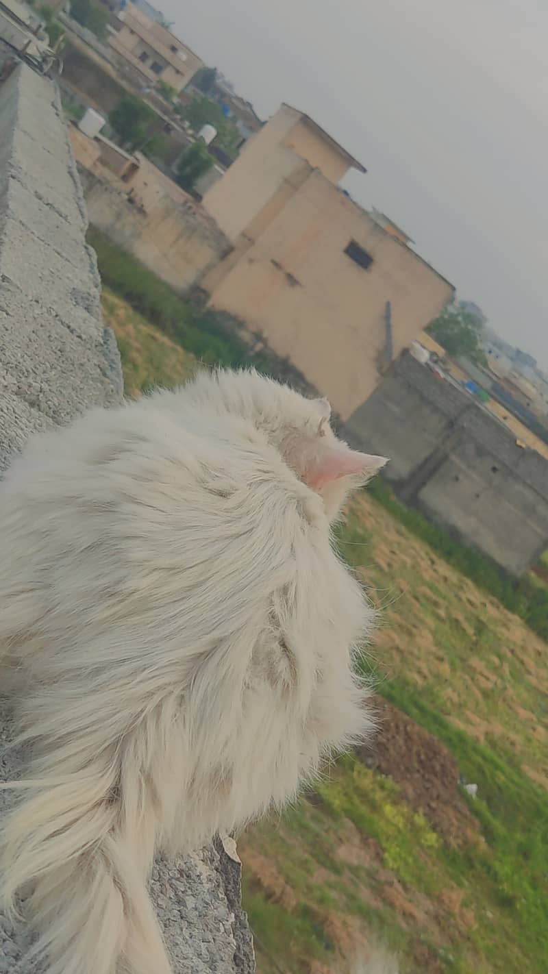 Persian white cats pair for sale (urgent). 10