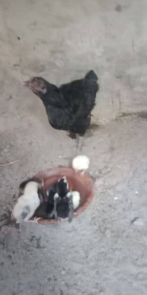 Muski Aseel Hen and aseel chicks 3