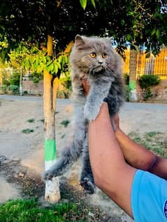 Grey female Persian cat for sale