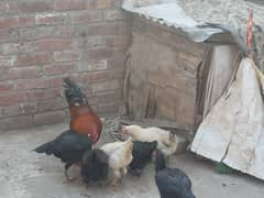 Desi Murga with 6 Hens
