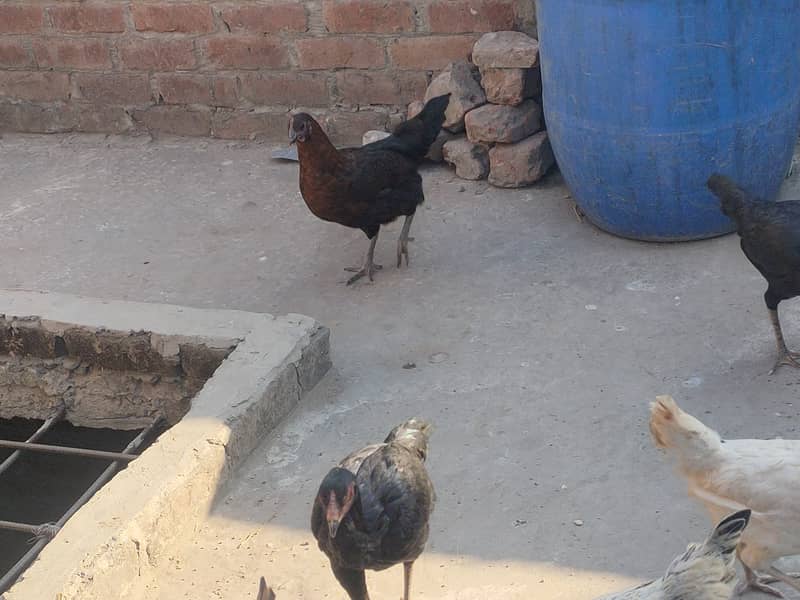 Desi Murga with 6 Hens 1