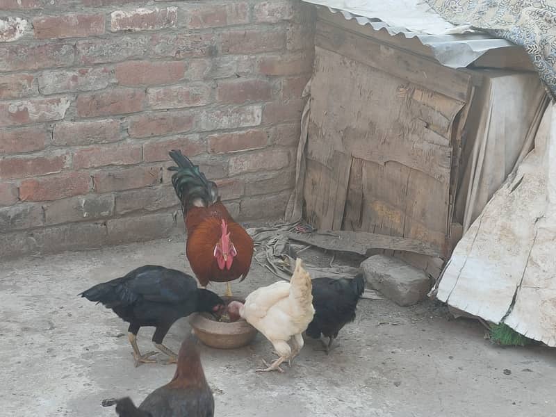 Desi Murga with 6 Hens 2