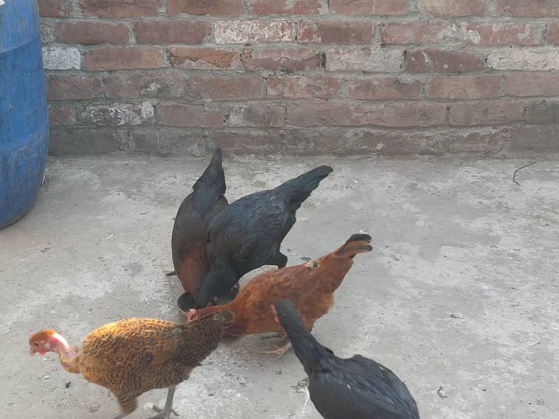 Desi Murga with 6 Hens 6