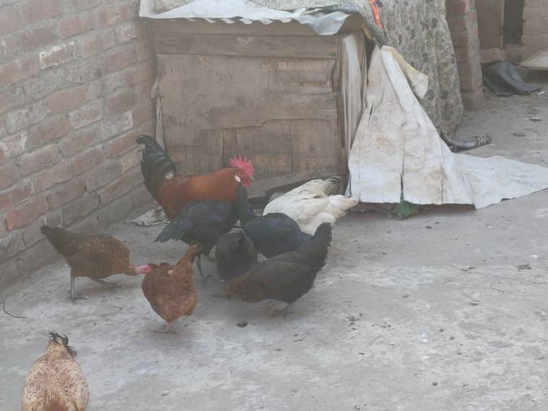Desi Murga with 6 Hens 7