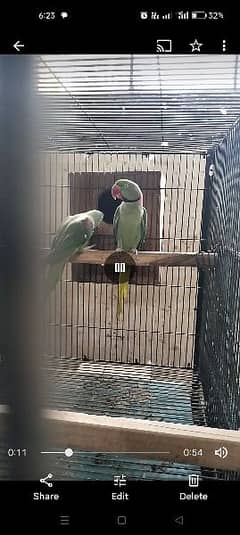 Raw Pahari  parrots pair available Karachi breed