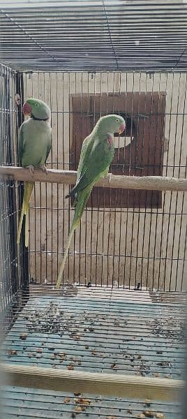 Raw Pahari  parrots pair available Karachi breed 2