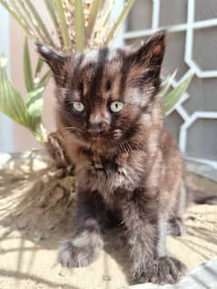 Cat | Kitten | Cat pair | Persian kitten | Double coat Cat