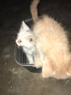 Persian cats male and female ( urgent sale )