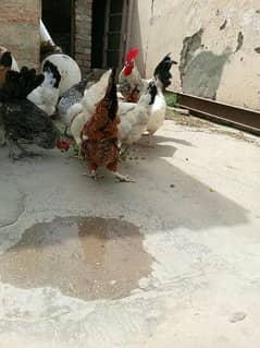 pure golden misri Cock:3000 Hen:1800 one cock nine hens