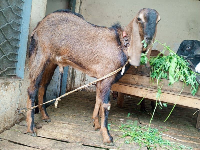 Goats for Sale 0