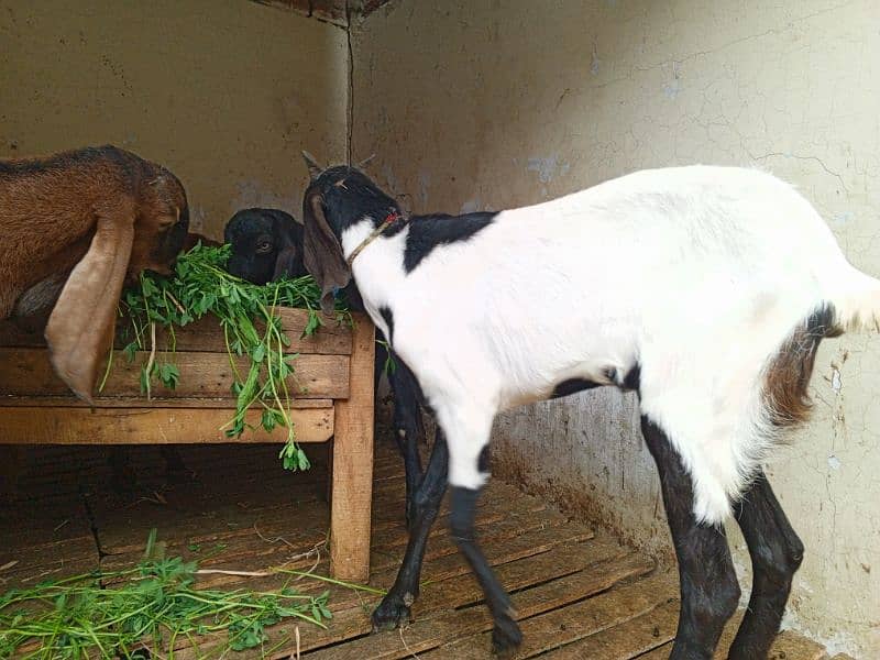 Goats for Sale 1