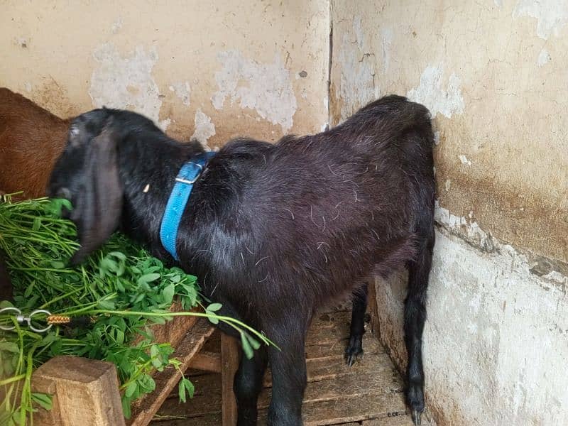 Goats for Sale 2