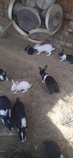 white red eye and black and white bunnies male and female rabbits