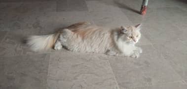 persian cat for sale very cute cat 0