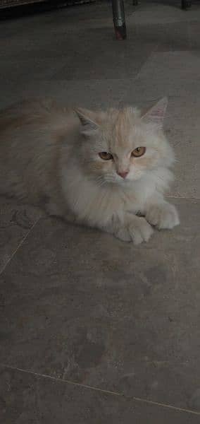 persian cat for sale very cute cat 1
