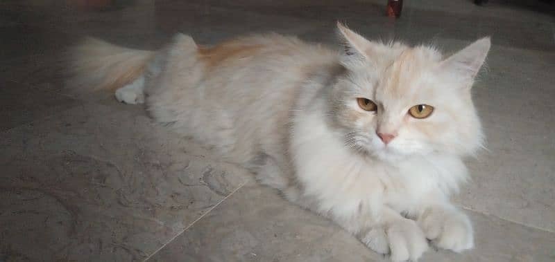 persian cat for sale very cute cat 2