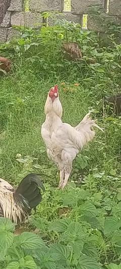 cock and hens 0