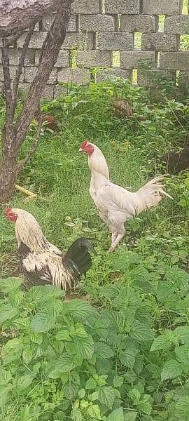 cock and hens 1